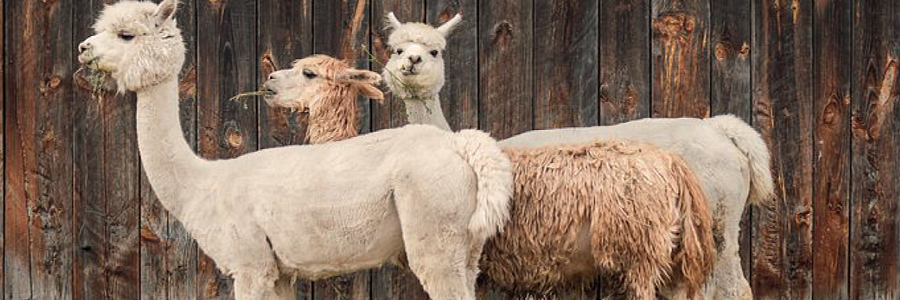 Alpacas