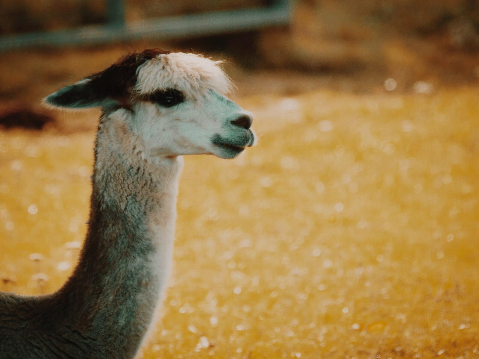 vicuña alpaca - BellePaga