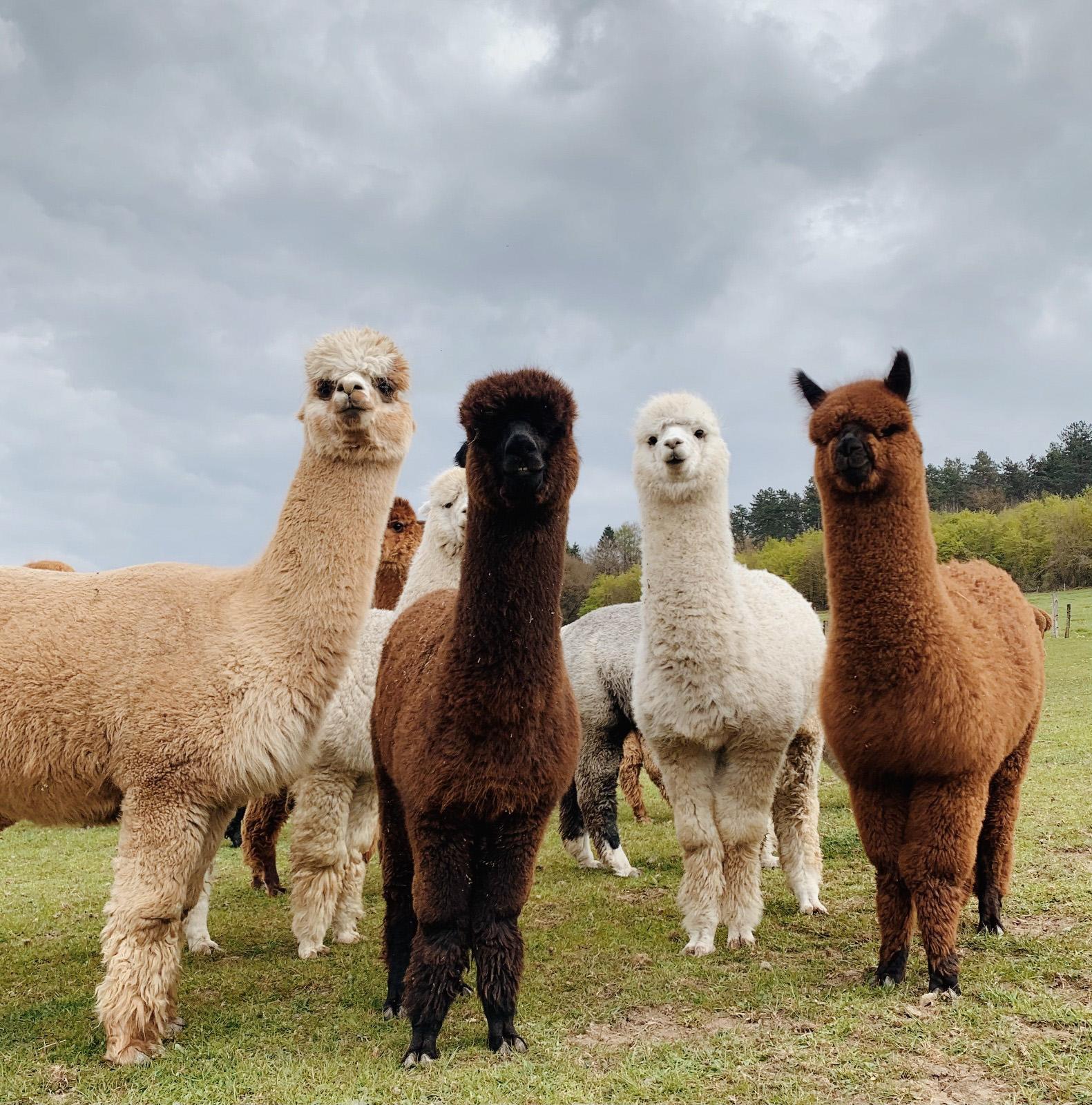 What everyone should know about alpaca wool