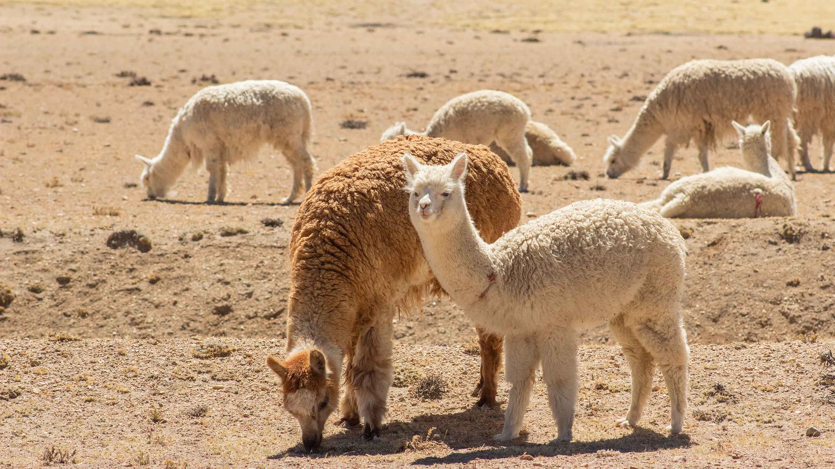 alpaca's in weide